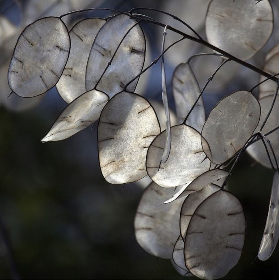 Лунария Lunaria annua