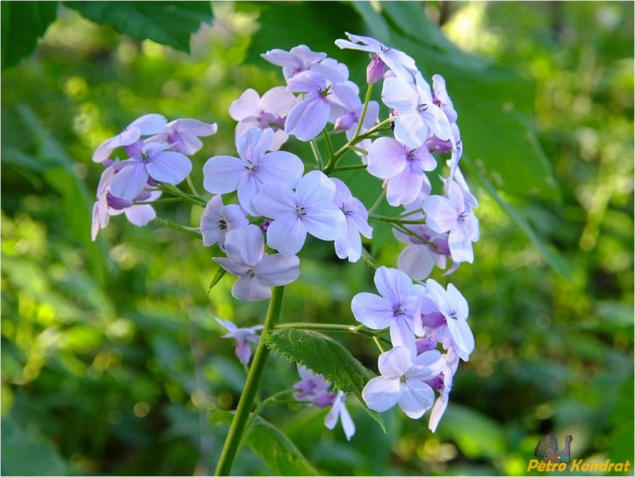 Лунник оживающий розовый