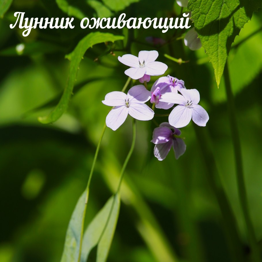 Лунник оживающий многолетний
