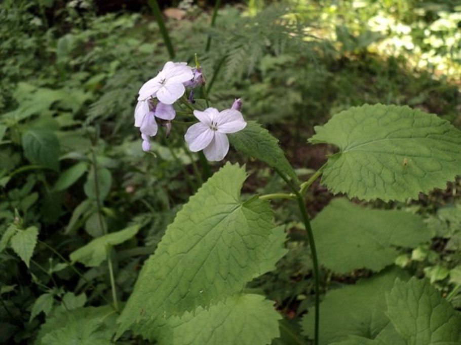 Лунник оживающий
