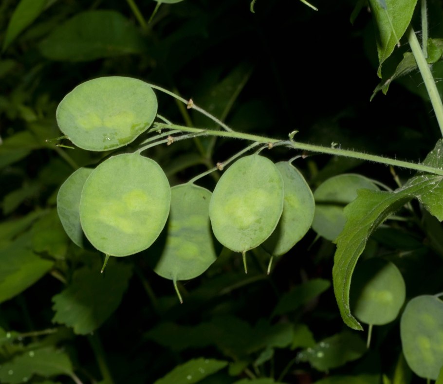 Лунник однолетний ‘Munstead Purple’