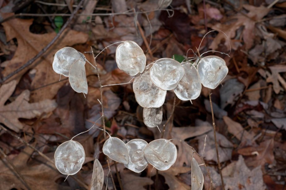 Лунник оживающий