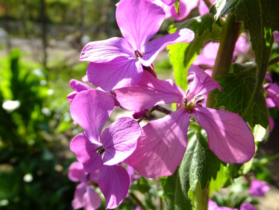 Цветок Лунник лечебные свойства