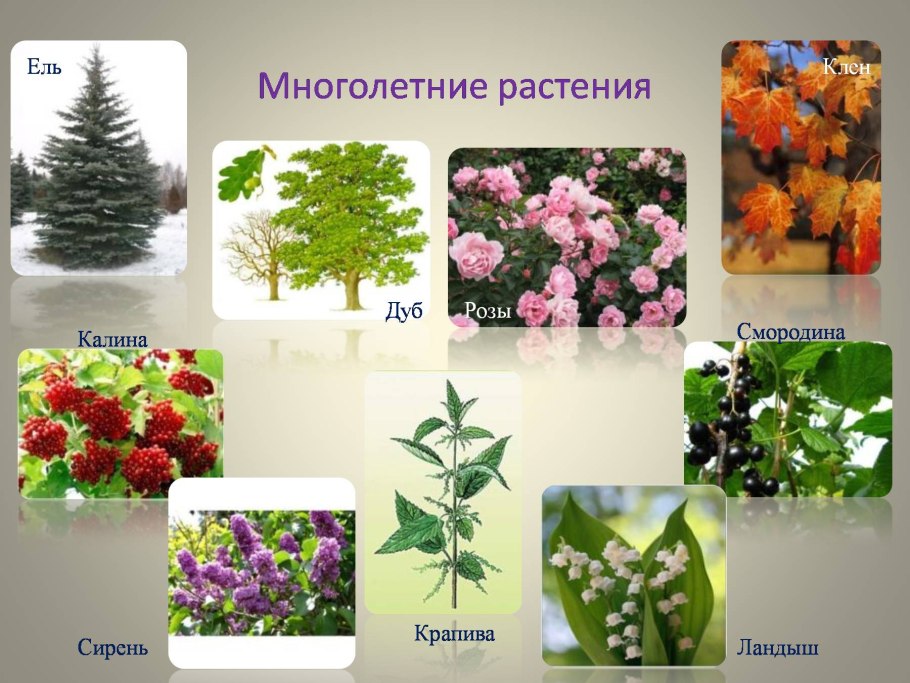Многолетние растения примеры