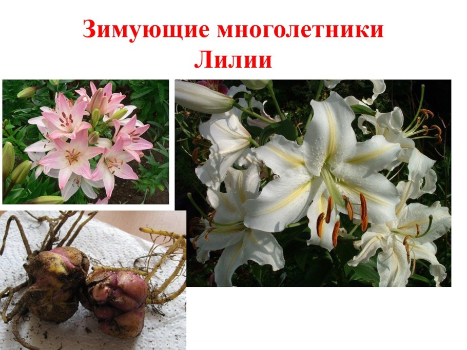 Не зимующие многолетники