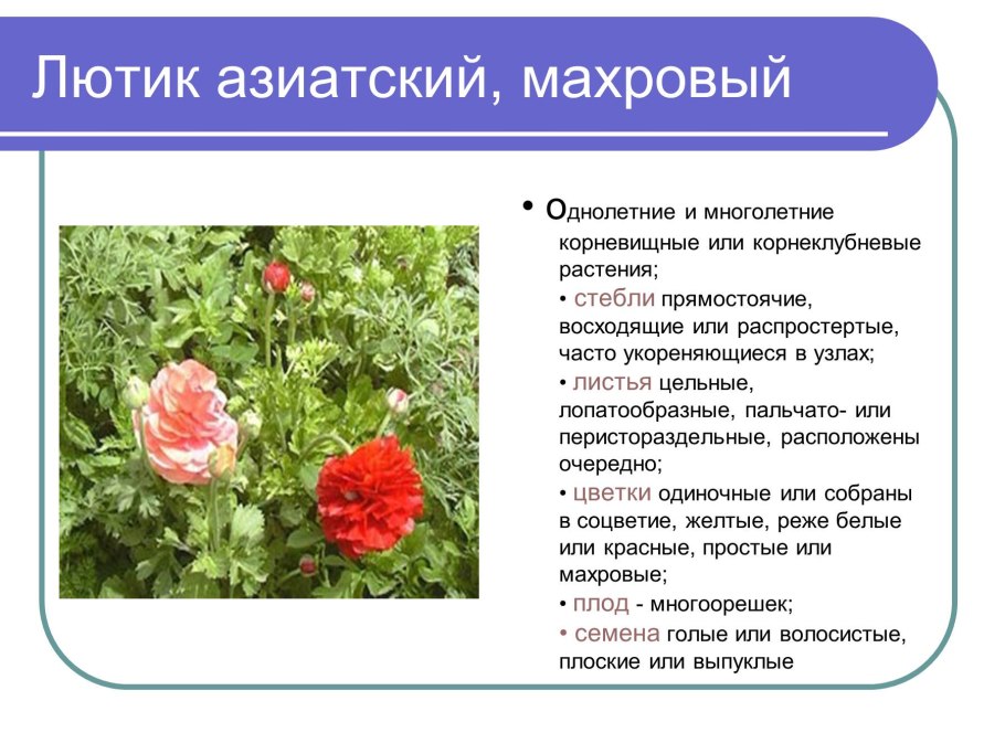 Дикие бархатцы