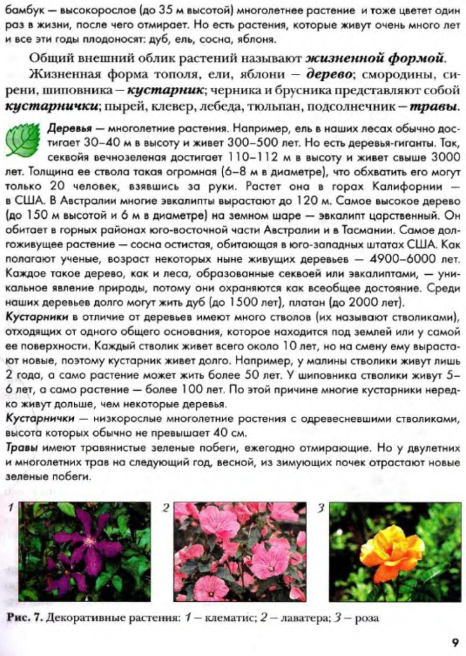 Редкие многолетники