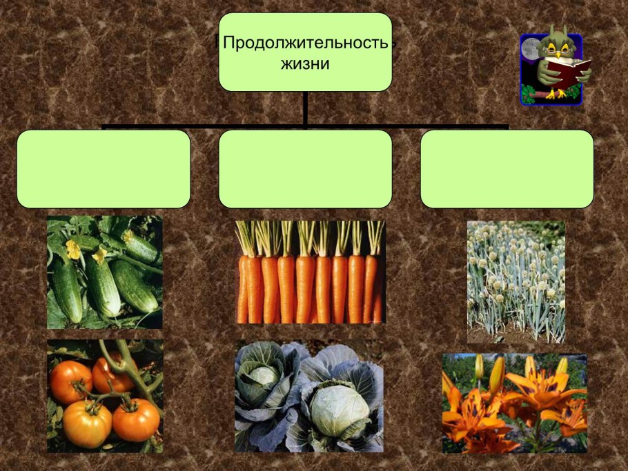Однолетние двулетние и многолетние растения
