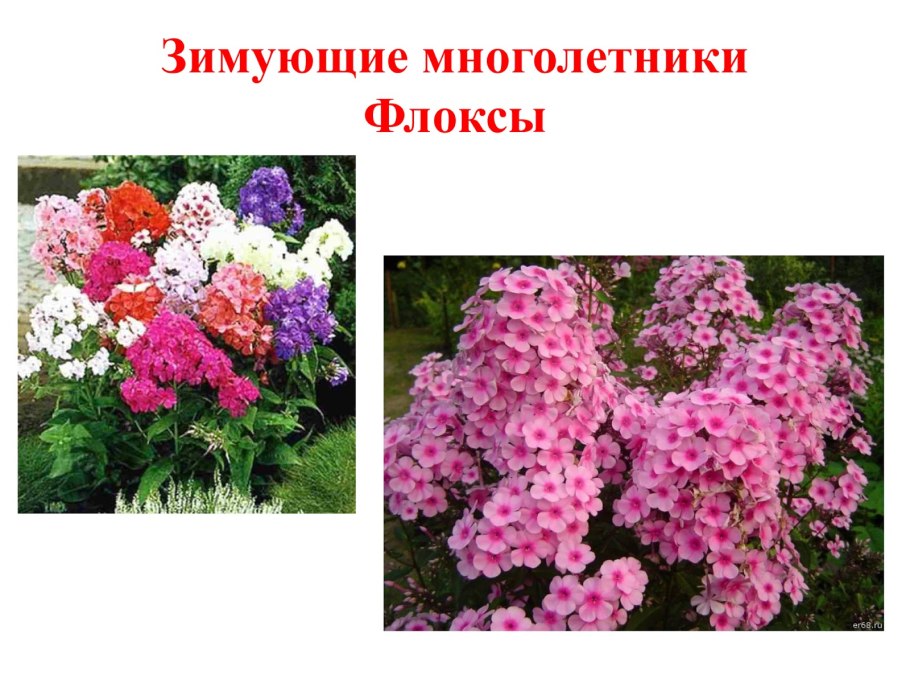 Многолетние зимующие цветы