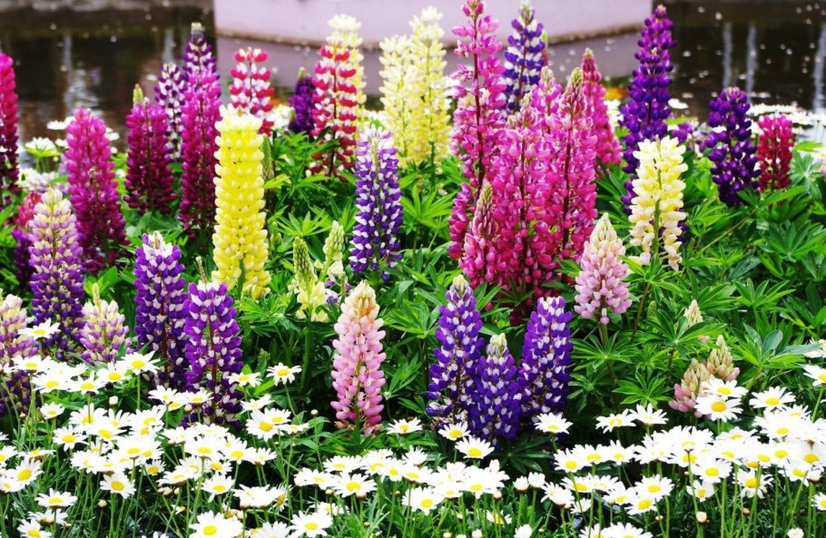Очиток Видный (Sedum spectabile `Brilliant`)
