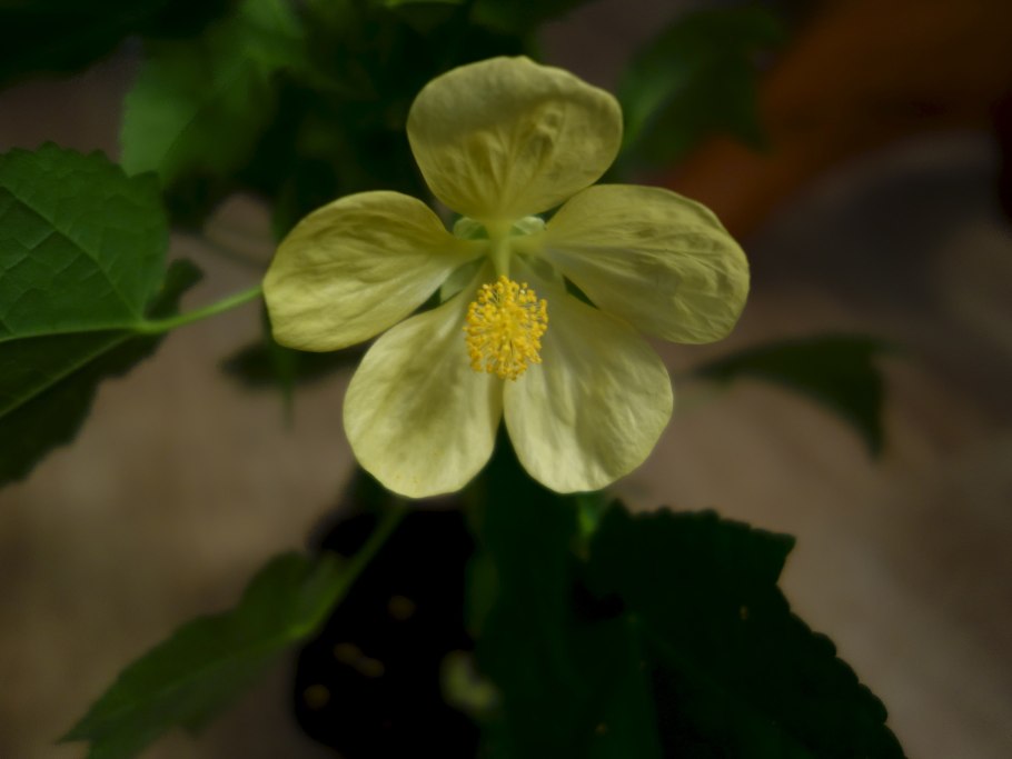 Абутилон плющ