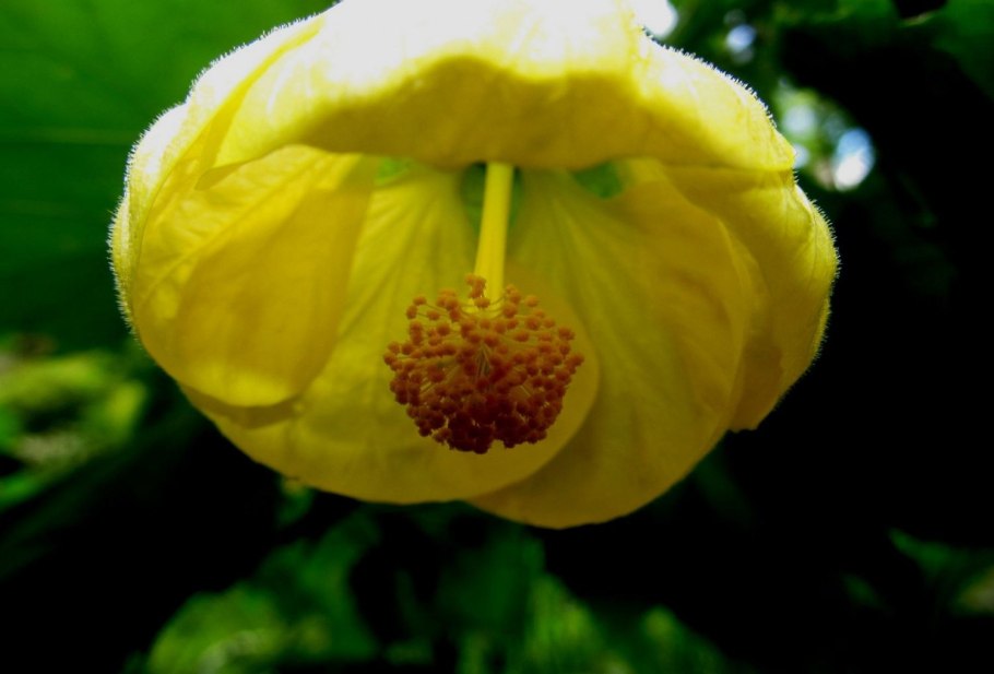 Абутилон черенки