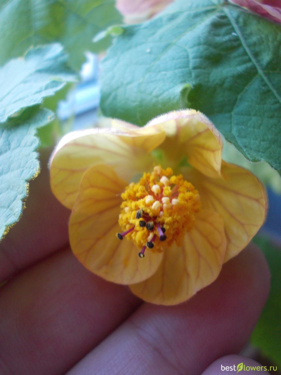 Абутилон Челентано