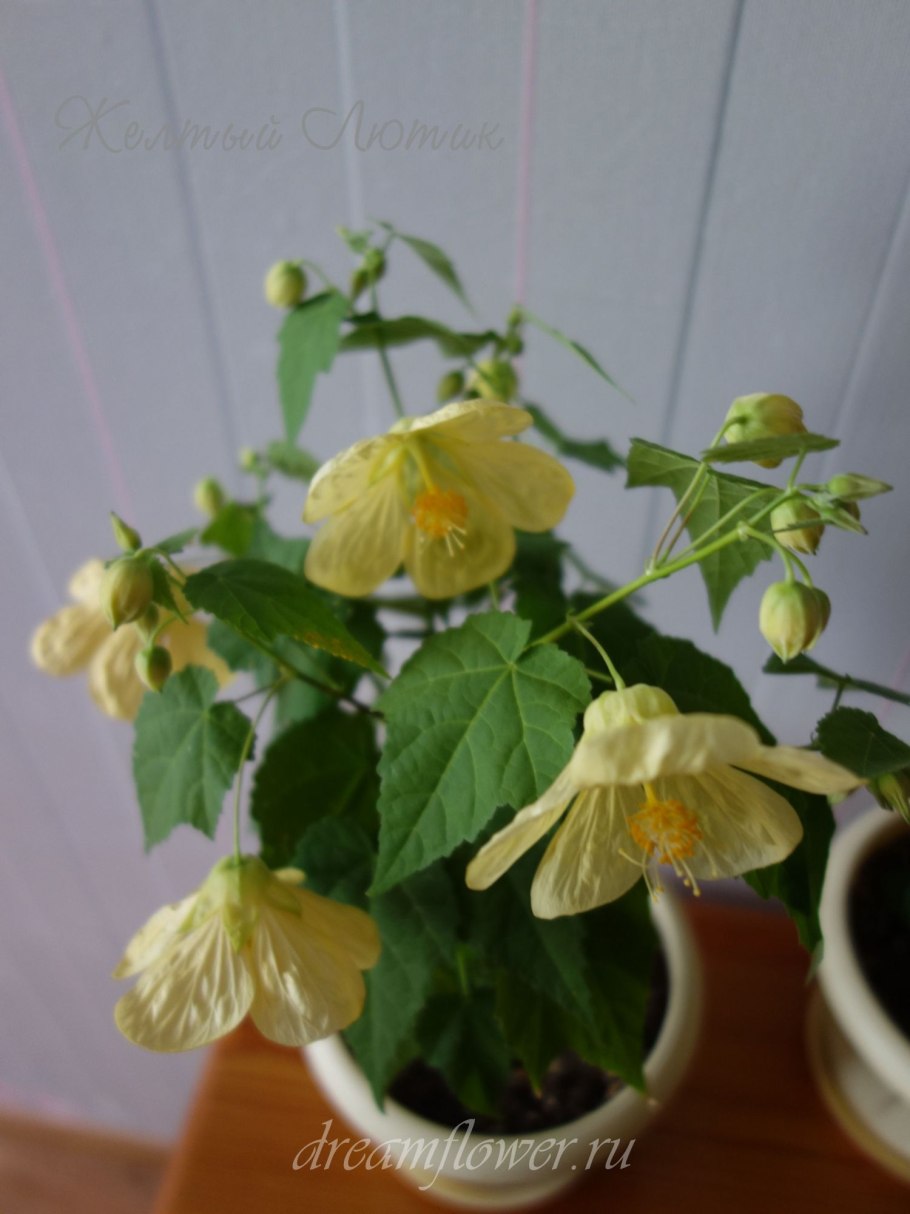 Купить семена абутилона иностранных селекций