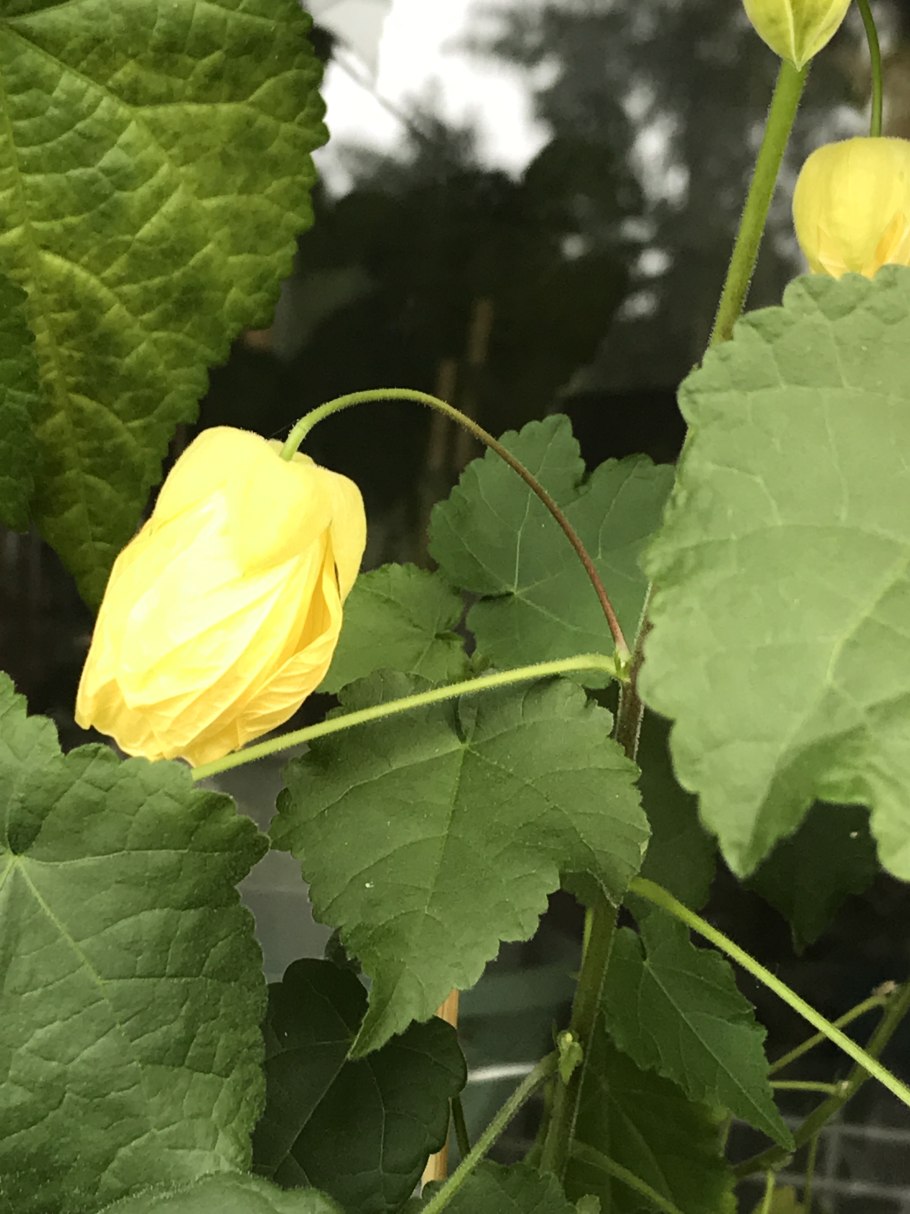 Листч абутилона в воде