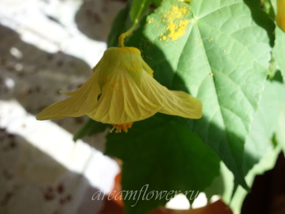 Клён комнатный цветок желтый