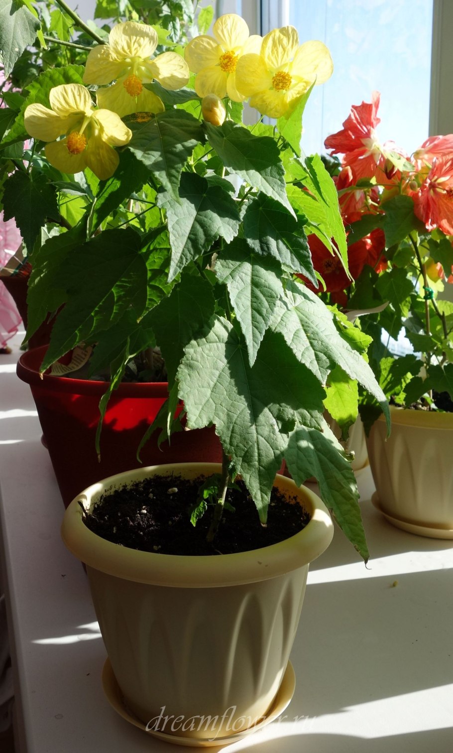 Абутилон Белла лимонный пунш