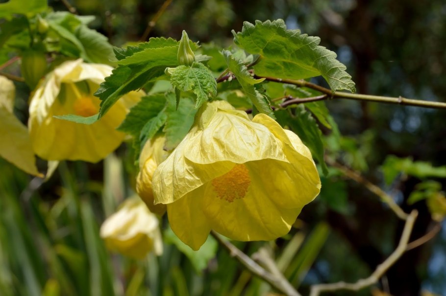 Абутилон органза цветок