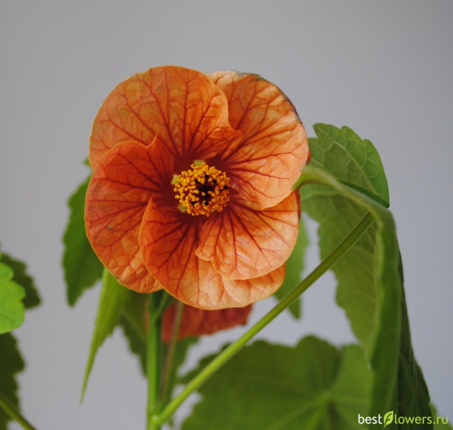 Абутилон Изабелла