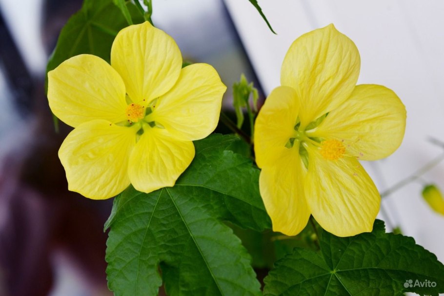 Белла Yellow абутилон