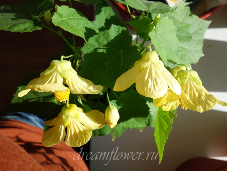 Абутилон после цветения