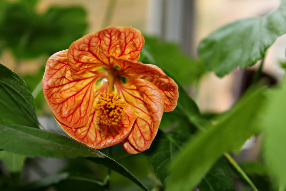 Абутилон Амели