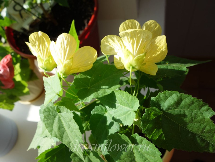 Абутилон розовый пунш