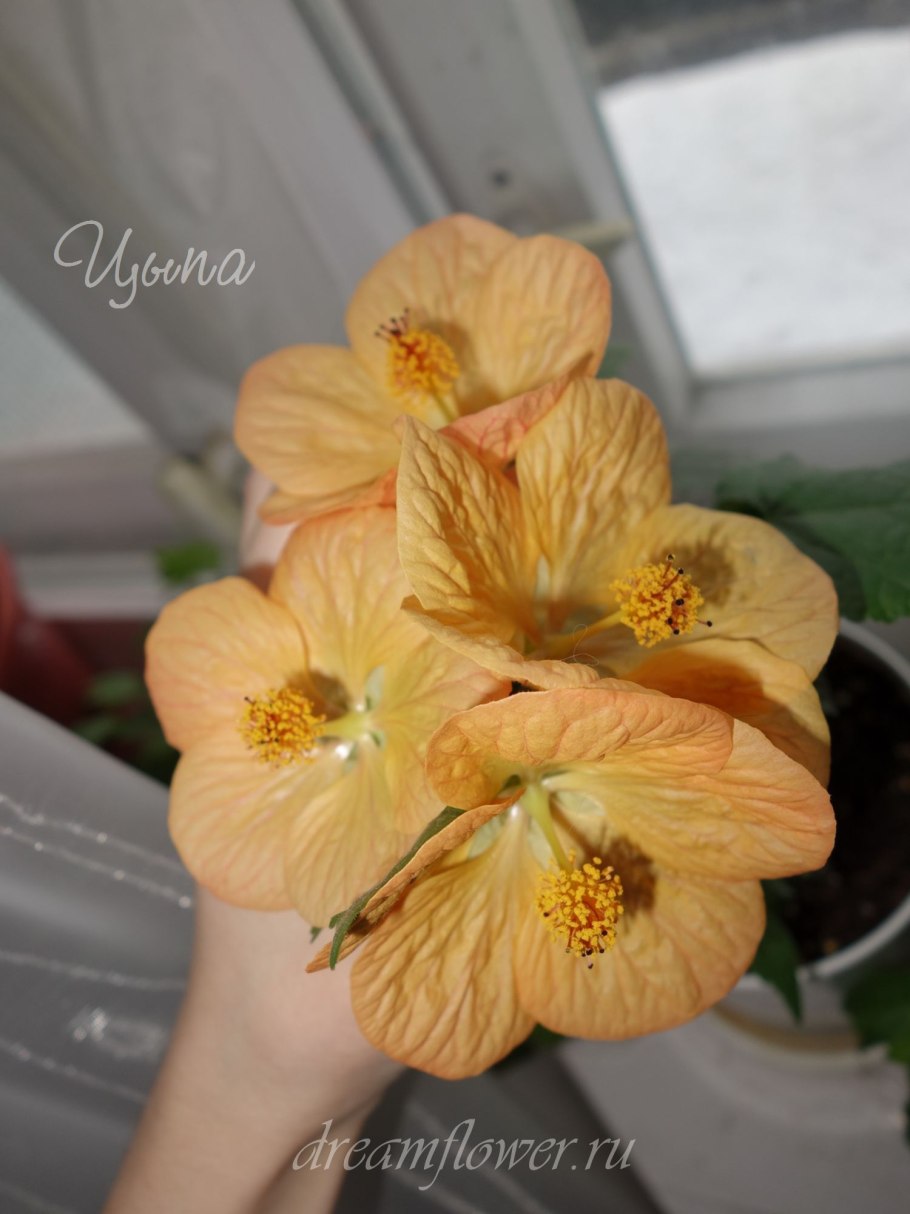 Абутилон апельсин