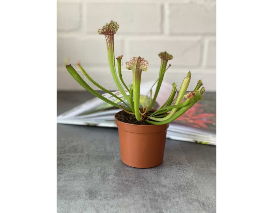 Саррацения Дракула