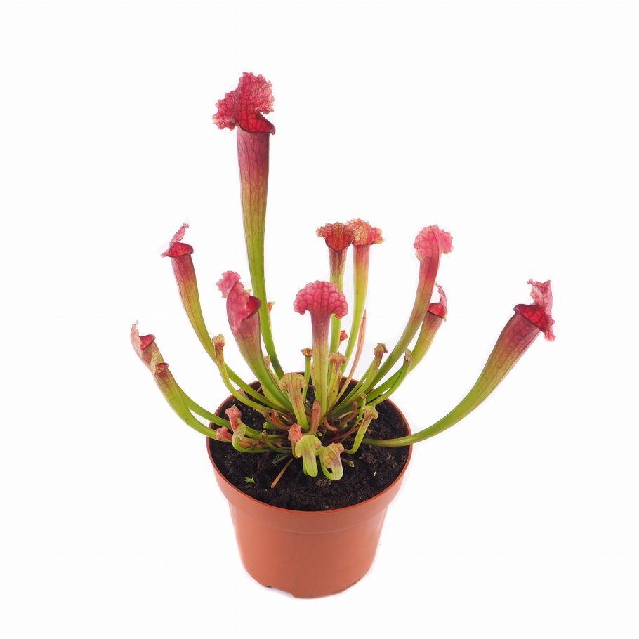 Саррацения купить СПБ