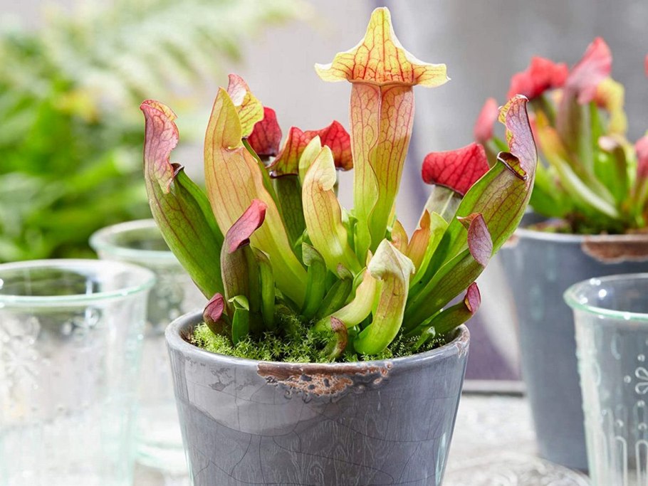 Саррацения (Sarracenia)