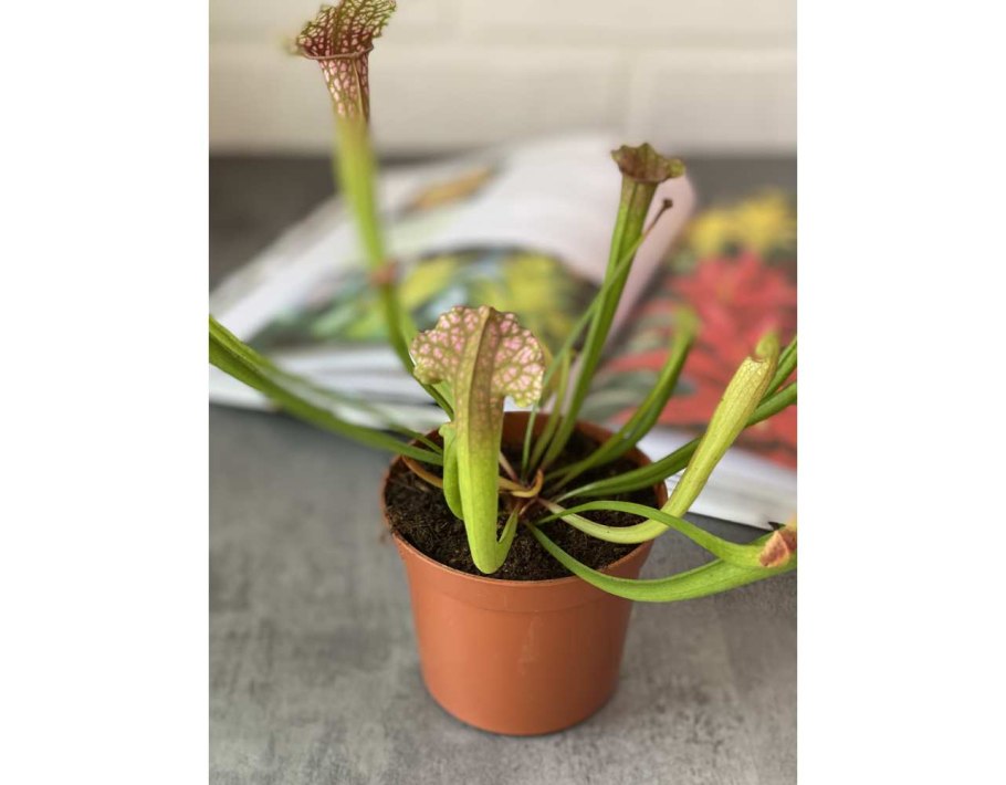 Саррацения Фиона