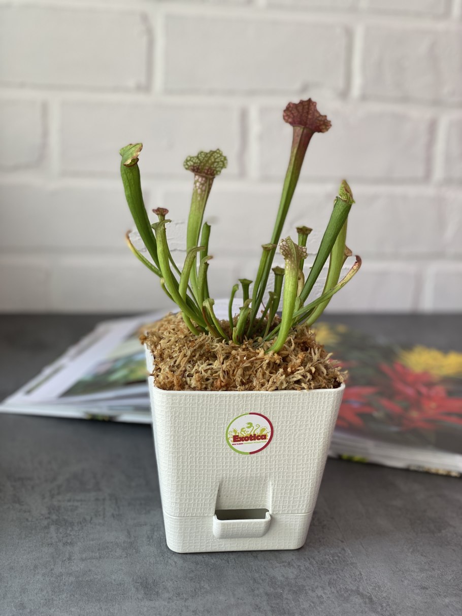 Мухоловка саррацения