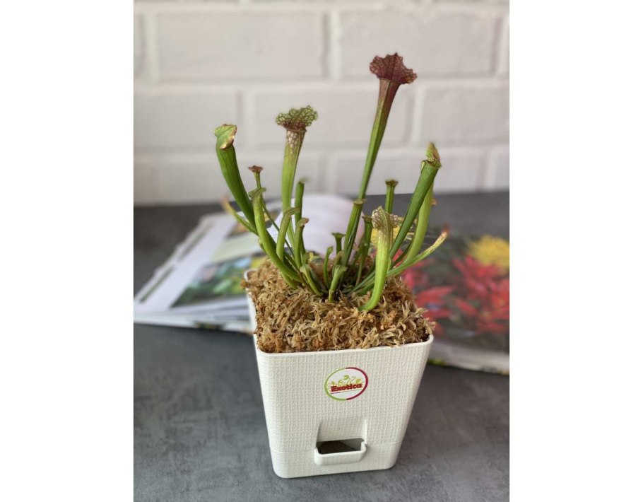 Саррацения лейкофула