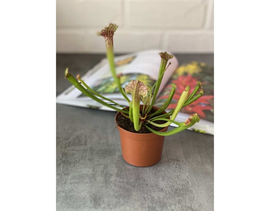 Саррацения риглиана