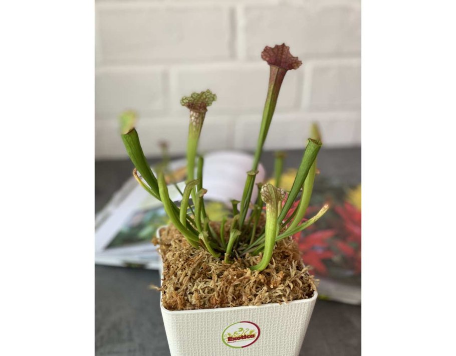 Саррацения купить СПБ