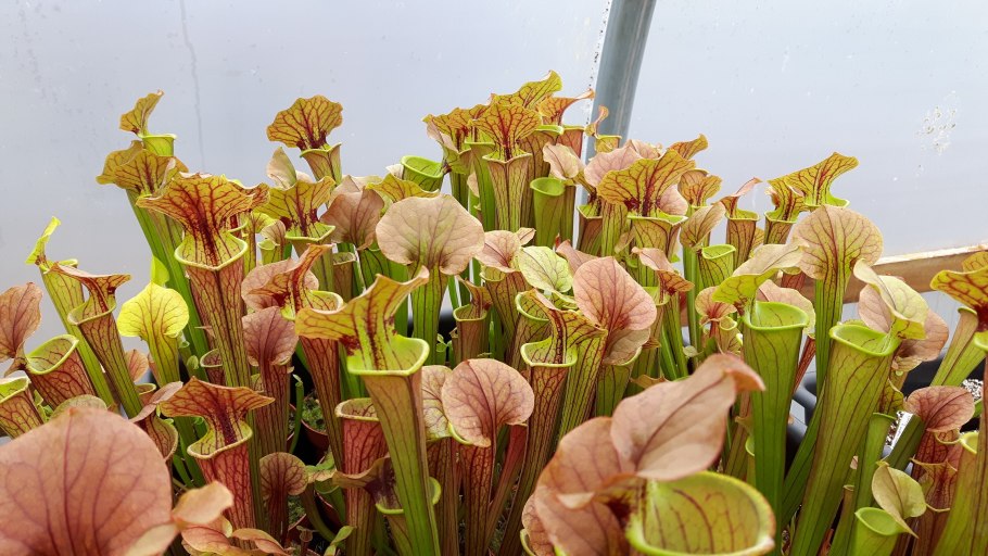 Саррацения (Sarracenia)