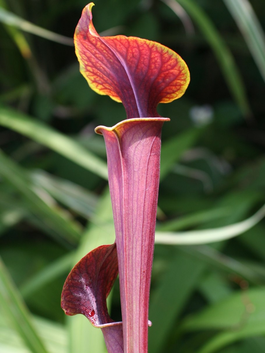 Sarracenia purpurea гомеопатия
