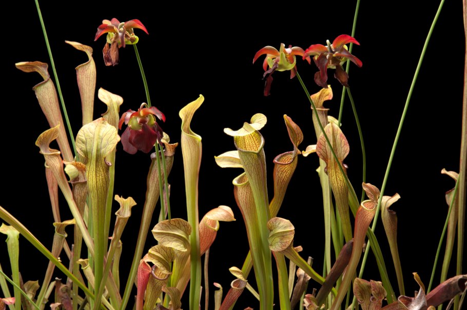 Саррацения (Sarracenia)