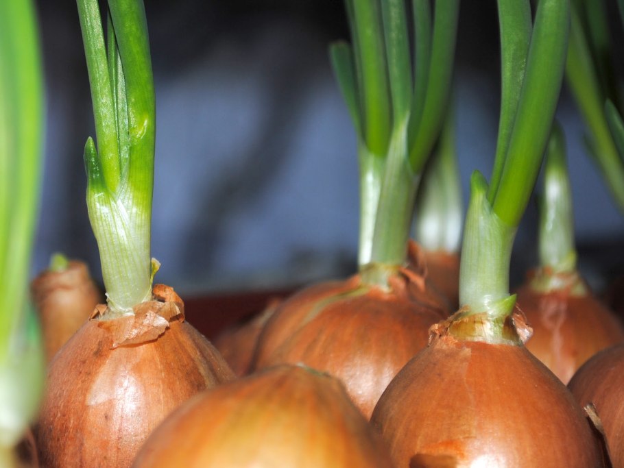 Луковица лука