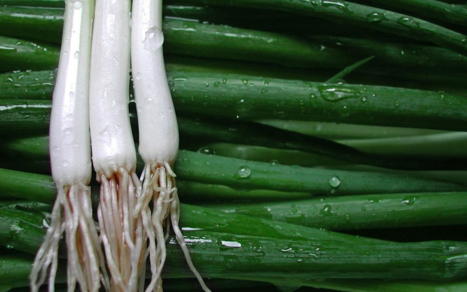 Лук-шалот f1 Камелот