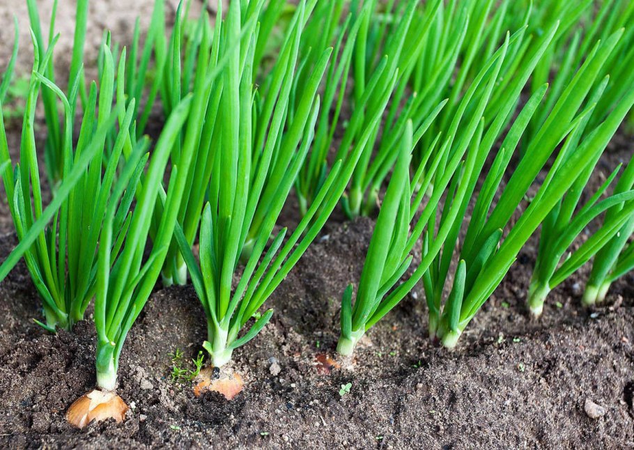 Лук батун севок