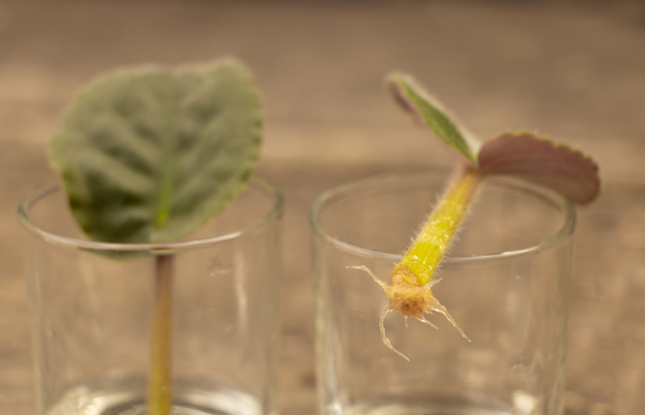 Размножение делением куста корневище