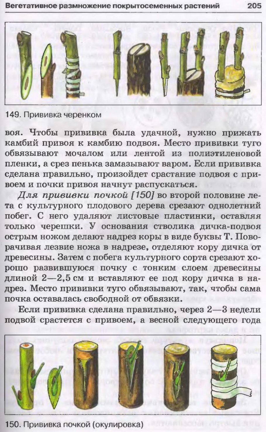 Черенки петунии вегетативной