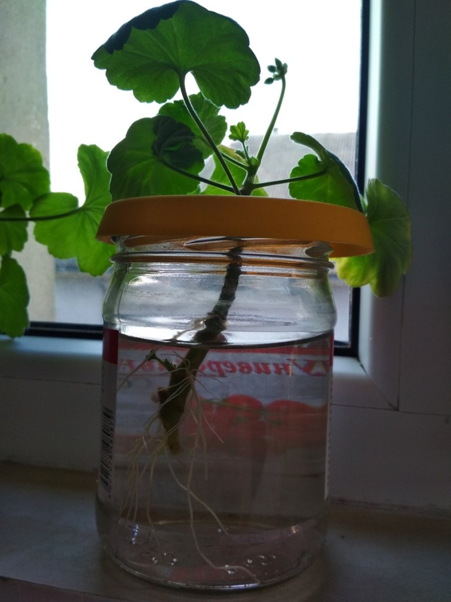 Прививка растений подвой привой