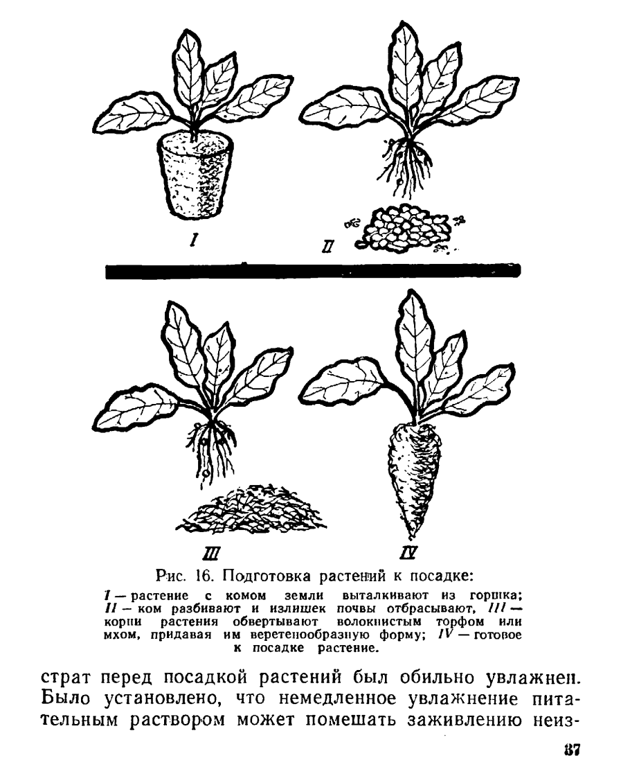 Вегетативное размножение Тип размножения