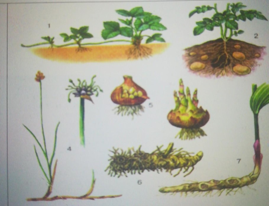 Хлорофитум способ вегетативного размножения