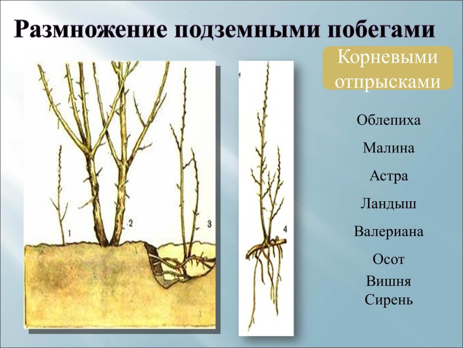Прививка черенком биология 6 класс