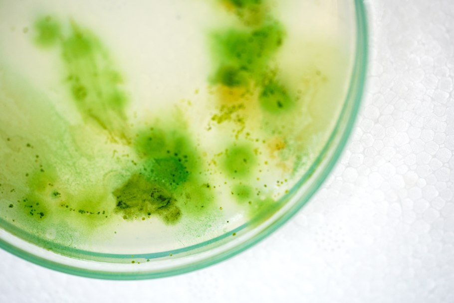 Водоросли каулерпа Тихого океана