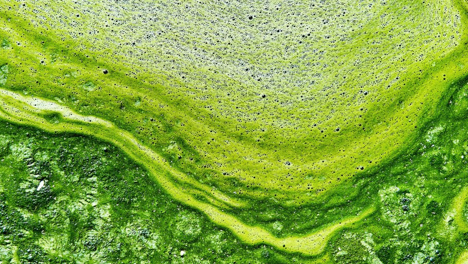 Кладофора микроскоп